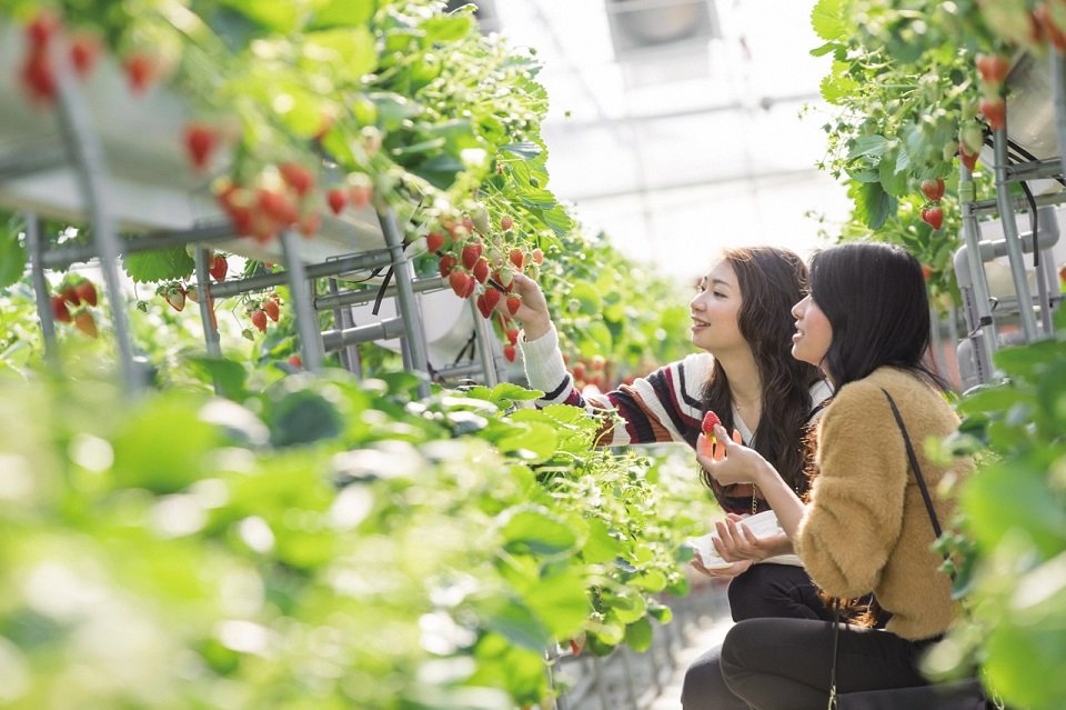 🍓 이즈 과일 공원(이즈 후르츠 파크) 이미지 1